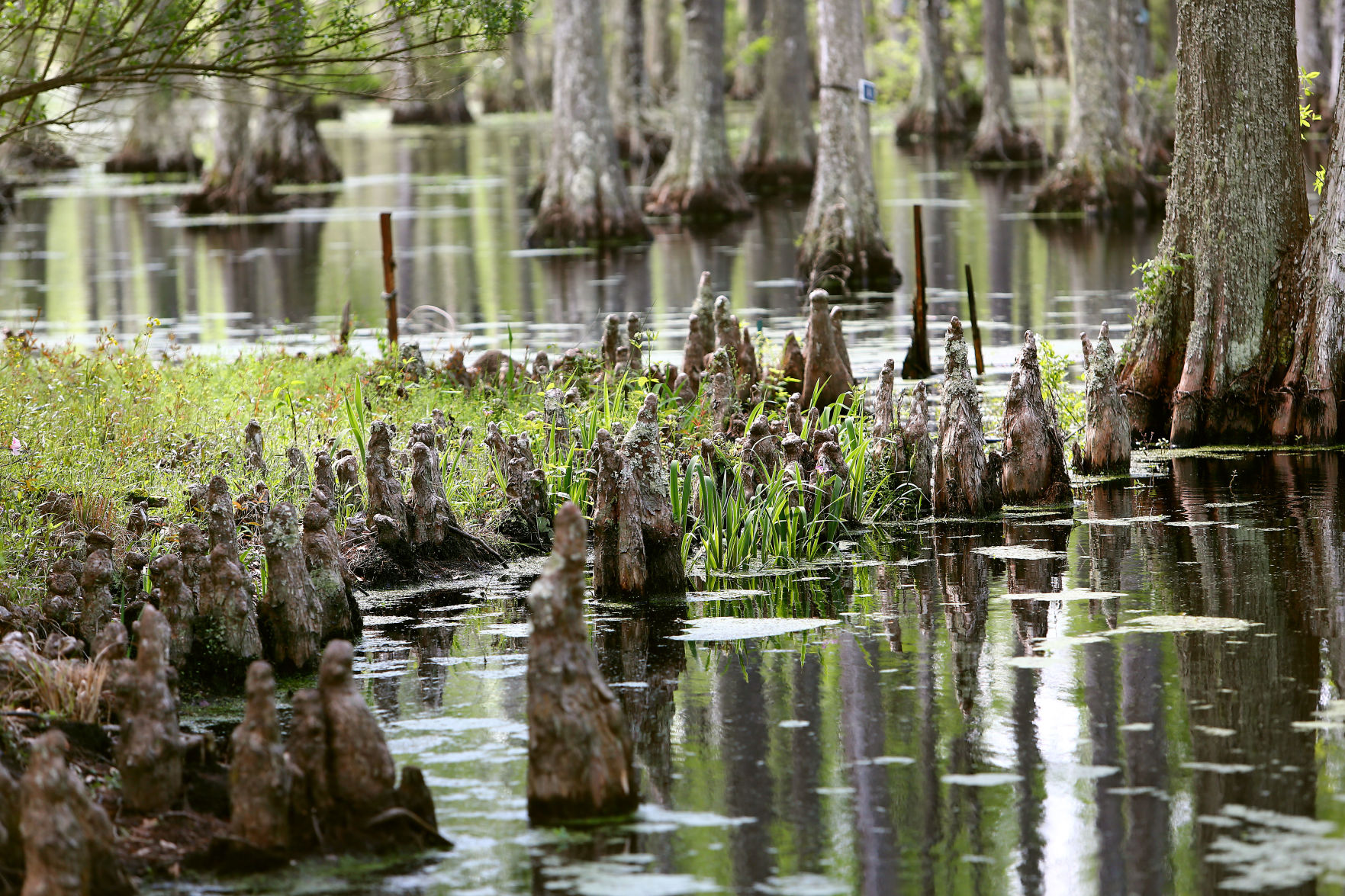 knees cypress gardens reopening.jpg